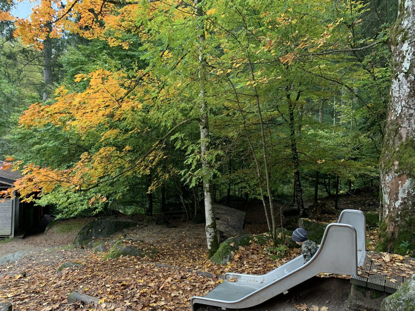 So schön ist der Herbst… und unser Hochschwarzwald!